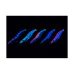 yamashita-egi-oh-k-shallow-reef-2